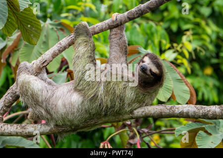 Central America, Costa Rica. Wild brown-throated sloth (Bradypus variegatus) in a tree. Type of three-toed sloth found in the neotropical climates. Stock Photo