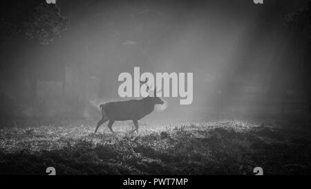 Red Deer Photographed in rays of light on a misty sunrise in Forrest in the uk. Deer species is Red Deer and are located in Bradgate Park Stock Photo