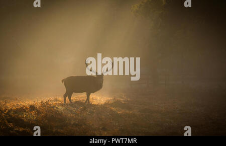 Red Deer Photographed in rays of light on a misty sunrise in Forrest in the uk. Deer species is Red Deer and are located in Bradgate Park Stock Photo