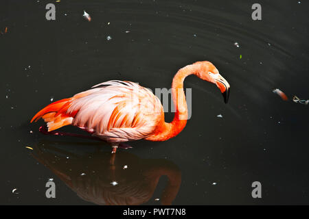 Granby Quebec, Eastern Townships, Flamingos Stock Photo