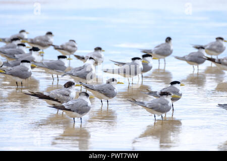 Birds on the beach - Fraser Island Stock Photo