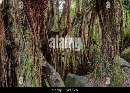Tropical rainforest in Akaka falls state park, on Hawaii's Big Island. Banyan trees, vines and other foliage with rocks and boulders. Stock Photo