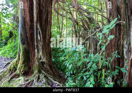 Tropical rainforest in Akaka falls state park, on Hawaii's Big Island. Banyan trees, vines and other foliage with rocks and boulders.