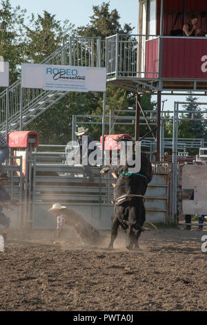 Nanton Pro Rodeo Bull rider in an amateur bull riding competition. Nanton Nite Rodeo ...