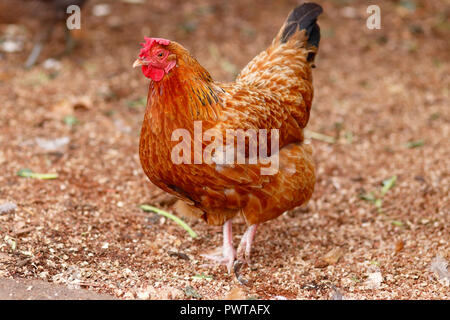 A Rhode Island Red Hen Chicken Stock Photo