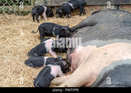 Piglets feeding Stock Photo