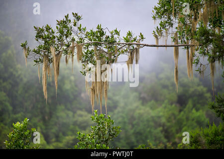 Old Man's Beard (Usnea) hanging on branch, cloud rainforest, Tenerife, Canary Islands, Spain Stock Photo