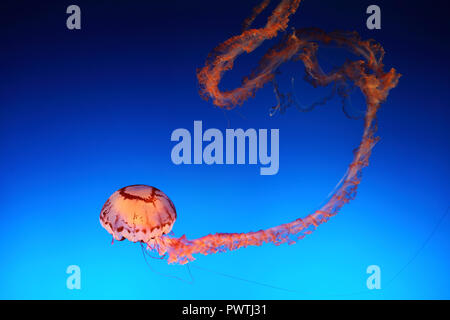 Jellyfish swimming against a blue background Stock Photo