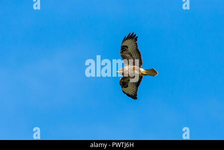 Buzzard, common buzzard,Scientific name: Buteo buteo,flying in blue sky on the remote Ardnamurchan peninsular in the Highlands of Scotland. Horizontal