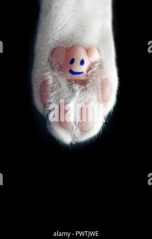 Funny paw of a cat  - isolated on black background. Stock Photo