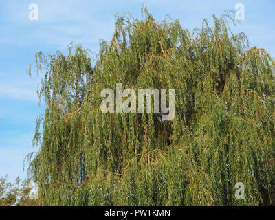 Weeping willow (Salix babylonica) aka Babylon willow tree Stock Photo -  Alamy