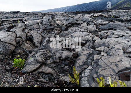 View of massive pahoehoe lava flow in Volcano National Park, on Hawaii's Big Island. Plants are starting to regrow in the foreground. Stock Photo