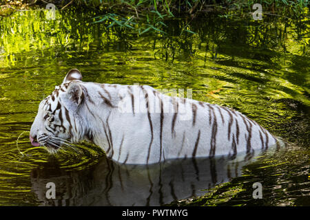 White Bengal tiger (Panthera tigris) in water drinking. Water in midair from its tongue's lapping action, which is still curled outside  its mouth. Stock Photo