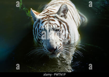White Bengal tiger (Panthera tigris) in water. Closeup view of its head; it is looking directly into the camera. Stock Photo
