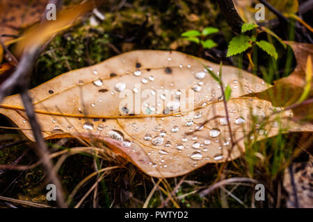 Beautiful autumn leafs on the ground in the park at day Stock Photo