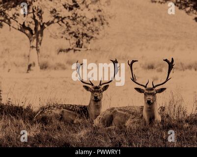 Roe deer stags Stock Photo