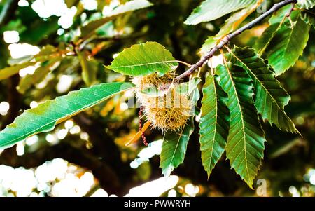 Horse chestnut  tree  conkers Stock Photo