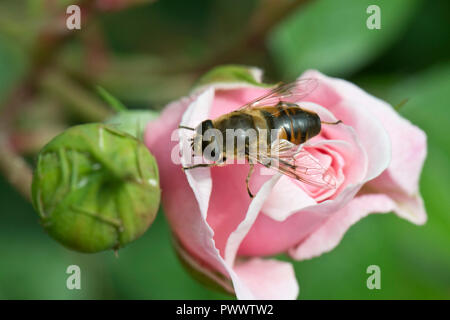 A drone fly, Eristalis tenax, hoverfly landing on the unopened flower bud of a pink rose, a summer pollinator, June Stock Photo