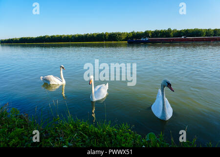 Flock of white swans on Danube river, Austria. Stock Photo