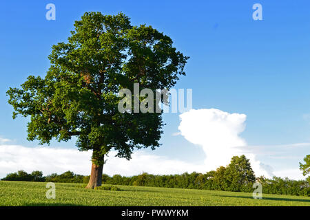 Oak tree in field on popular walk (Eden valley), Tudor village of Chiddingstone, Kent Weald. Storm cloud rising in background. South east England, UK Stock Photo