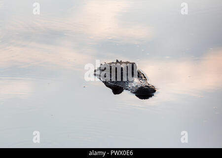 An alligator's head poking up above the water's surface. Bayou Sauvage National Wildlife Refuge, Louisiana Stock Photo