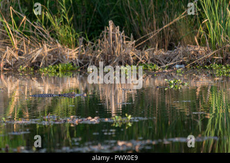 An alligator swimming in a bayou along tall grasses lining the shore. Bayou Sauvage National Wildlife Refuge, Louisiana Stock Photo