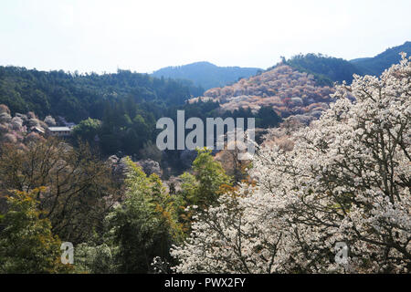 Yoshino mountain cherry blossoms Stock Photo