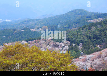 Yoshino mountain cherry blossoms Stock Photo