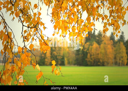 Yellow foliage of a birch tree, Betula pendula, in autumn at sunset time with fall forest on the background. Stock Photo