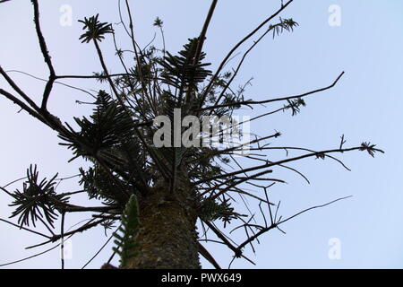 Norfolk Island Pine (Araucaria Heterophylla) Stock Photo