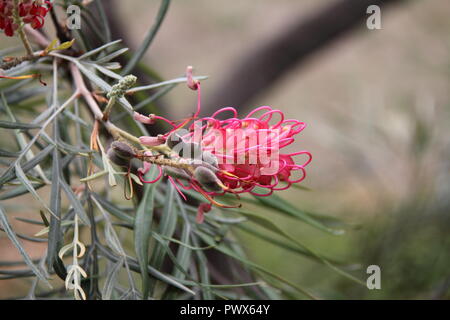 Branch of the Flowering Wattle Grevillea Sylvia (Hybrid Sub-Species of Grevillea Pink Surprise) Stock Photo