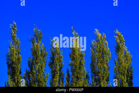 Lombardy Poplar Tree Tops Against Blue Sky On A Windy Day. Abstract Natural Background Stock Photo