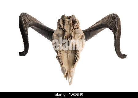 Upside down shot of a ram skull with horns, isolated on white background Stock Photo