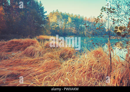 Scenic misty morning autumn forest oak foliage foreground