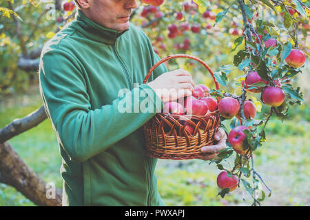 A man harvesting a rich harvest of apples in the orchard. A man holds a basket full with red apples Stock Photo