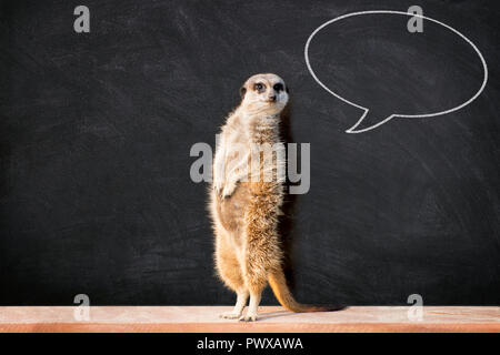 Portrait of a meerkat standing and looking alert against blackboard with chalk speech bubble.  Funny “back to school” concept. Stock Photo
