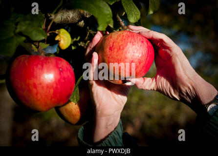 Ripe red dual-purpose apples on a tree (Malus domestica Howgate Wonder) ready for picking in October in Wiltshire England UK Stock Photo