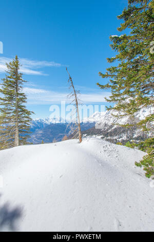 Dead lone pine tree standing in the snow, surrounded by pine and spruce forest, fresh powder on a perfectly blue end of winter day. Stock Photo