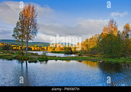 Late afternoon sunshine on colourful autumn trees surrounding  fishing ponds at Rothiemurchus fishery near Aviemore, Cairngorms National Park Scotland Stock Photo