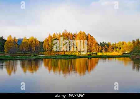 Late afternoon autumn sunshine on trees reflected in lake at Rothiemurchus Fishery, by Aviemore, Cairngorms National Park, Scottish Highlands Scotland Stock Photo