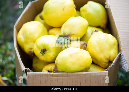 Quinces in box Stock Photo