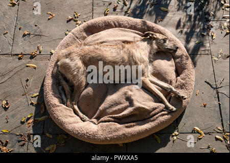 A lurcher dog asleep on its dog bed in the autumn sunshine Stock Photo