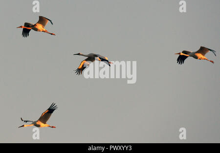 Zhenlai, China's Jilin Province. 17th Oct, 2018. Siberian cranes fly over the Momoge state-level nature reserve wetland in Zhenlai County, northeast China's Jilin Province, on Oct. 17, 2018. Hundreds of Siberian cranes stopped at the nature reserve for a rest on their migration way towards south. Credit: Lin Hong/Xinhua/Alamy Live News Stock Photo