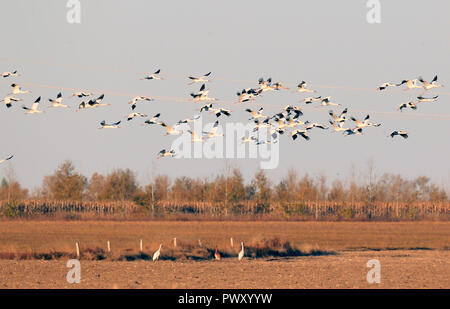 Zhenlai, China's Jilin Province. 17th Oct, 2018. Siberian cranes fly over the Momoge state-level nature reserve wetland in Zhenlai County, northeast China's Jilin Province, on Oct. 17, 2018. Hundreds of Siberian cranes stopped at the nature reserve for a rest on their migration way towards south. Credit: Lin Hong/Xinhua/Alamy Live News Stock Photo