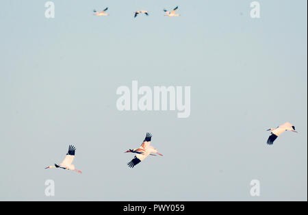 Zhenlai, China's Jilin Province. 17th Oct, 2018. Siberian cranes fly over the Momoge state-level nature reserve wetland in Zhenlai County, northeast China's Jilin Province, on Oct. 17, 2018. Hundreds of Siberian cranes stopped at the nature reserve for a rest on their migration way towards south. Credit: Lin Hong/Xinhua/Alamy Live News Stock Photo