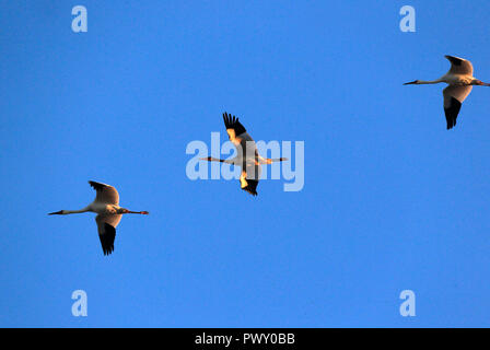 Zhenlai, China's Jilin Province. 17th Oct, 2018. Siberian cranes fly over the Momoge state-level nature reserve wetland in Zhenlai County, northeast China's Jilin Province, on Oct. 17, 2018. Hundreds of Siberian cranes stopped at the nature reserve for a rest on their migration way towards south. Credit: Lin Hong/Xinhua/Alamy Live News Stock Photo