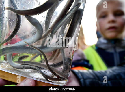 Potsdam, Germany. 18th Oct, 2018. Students of the Rosa Luxemburg School in Potsdam look at young eels in a sight glass. As part of a pilot project to promote the European eel population, approximately 400,000 young eels weighing an average of 4 grams are released into the Havel and lakes around Potsdam (number of released eels corrected). Credit: Bernd Settnik/dpa-Zentralbild/ZB/dpa/Alamy Live News Stock Photo