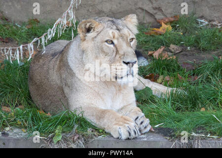 London, UK. 18th October, 2018. An Asiatic lioness at ZSL London Zoo. Credit: Mark Kerrison/Alamy Live News Stock Photo