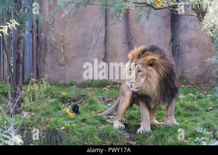 London, UK. 18th October, 2018. Asiatic lion Bhanu at ZSL London Zoo. Credit: Mark Kerrison/Alamy Live News Stock Photo