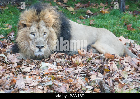 London, UK. 18th October, 2018. Asiatic lion Bhanu enjoys an autumn surprise from ZSL London Zoo in the form of pumpkin-spiced treats in a mountain of fallen leaves. The colourful leaves are scented with a special blend of warming spices using cinnamon, cardamom and cloves. ZSL London Zoo will be offering a programme of autumn events for the forthcoming half-term break. Credit: Mark Kerrison/Alamy Live News Stock Photo